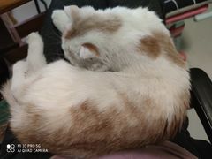 -中农大我爱我爱动物医院·核磁CT·猫病·24小时夜诊中心(石佛营店)