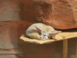 -Zoolung Zoolung动物主题公园(海信广场店)