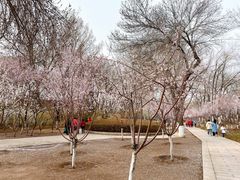 -桃花堤公园