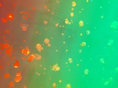 -福州罗源湾海洋世界旅游区