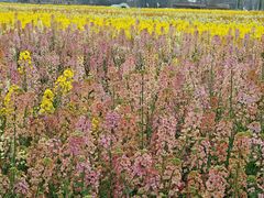 -中国天府农业博览园