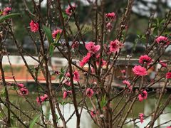 -松山湖梦幻百花洲