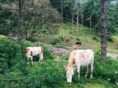 -硗碛藏寨·神木垒景区