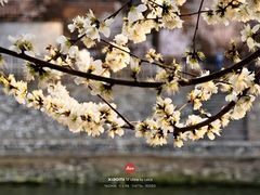 -桃花堤公园