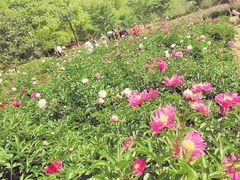 -扬州芍药园(仪征市)