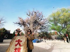 -大槐树寻根祭祖园
