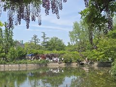 -嘉定紫藤园