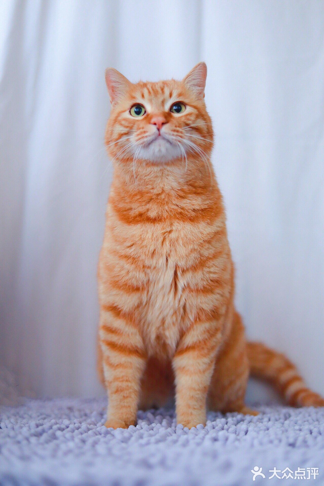 北京猫咪免费领养🐱胖大橘凰儿同学