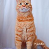 北京猫咪免费领养🐱胖大橘凰儿同学