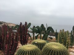 -广东惠东海龟国家级自然保护区