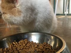 -喵屿·大理花园猫咖