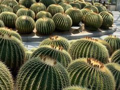 -深圳仙湖植物园-停车场