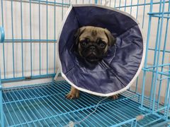 -派特宠物医院(圆融广场店)