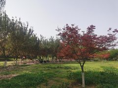 -西安浐灞国家湿地公园