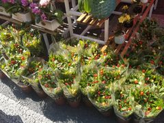 -越秀西湖花市(广州城市广场花卉店)