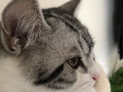 -芭比堂动物医院·犬猫全科·异宠专科(雁塔分院)