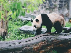 -都江堰中华大熊猫苑