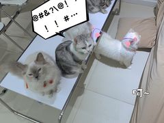 -怪兽屋·羊驼·猫咖·狗咖(俊华广场店)