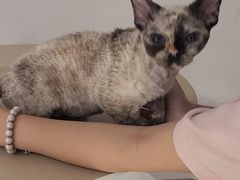 -琪喵猫屋·撸猫猫咖·猫舍