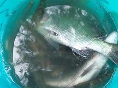 -北海金海湾红树林生态旅游区