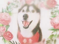 -Husky Go! 哈士奇体验馆·宠物咖啡厅狗咖
