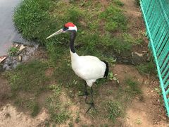 -西霞口神雕山野生动物世界