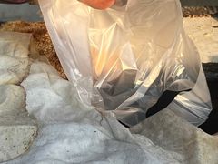 -迎春桥老炉烧饼(碧霞路店)