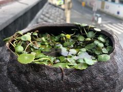 -上海白云观