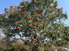 -中国科学院西双版纳热带植物园