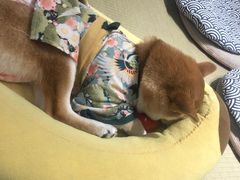 -逗柴咖啡屋·狗咖猫咖宠物桌游