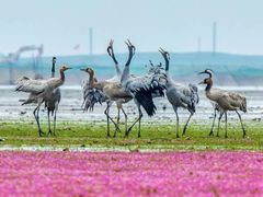 -鄱阳湖国家湿地公园