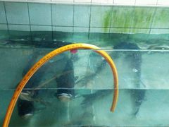 android_upload_pic-河洛鱼庄(古城路店)