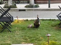 -J Create城市露营咖啡·简餐·宠物(上海动物园店)