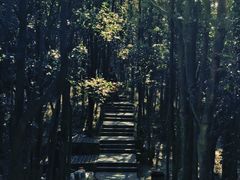 -梧桐山风景名胜区