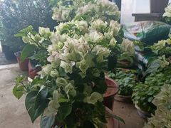 -龙大花卉苗木市场