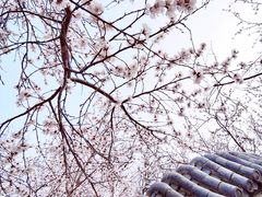 -桃花堤公园
