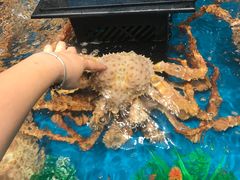 阿拉斯加黄金帝王蟹-盒马鲜生(曜一城店)