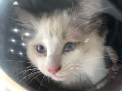 -爱诺耐芙动物医院(万博店)