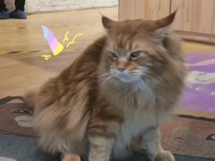 -藏猫猫咖啡主题馆(中央大道店)