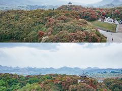 -贵州百里杜鹃风景名胜区