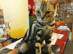 -猫色咖啡·猫咖