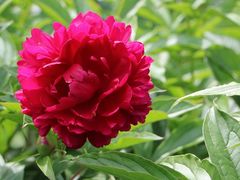 -柳湖茶坊(柳湖店)