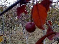 -永定河休闲森林公园