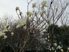 -同里湖大饭店-怡景轩中餐厅(同里古镇店)