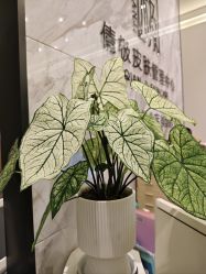 点击看大图 -倩极·精研痘敏肌管理