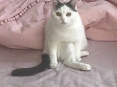 -宠爱国际动物医院· 猫科· 外科·中兽医(长白店)