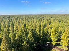 -黄海国家森林公园