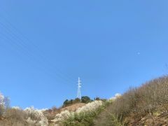 -新建村梅花
