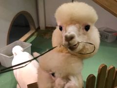 -藦茜花园宠物主题亲子互动体验馆(国顺东路店)