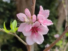 -深圳市中科院仙湖植物园